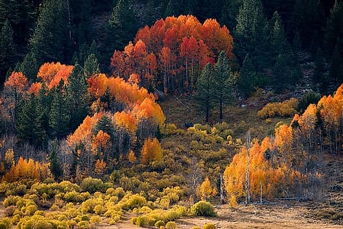 Usa-California-Sierra Nevada Hope Valley Aspens glow a brilliant orange during fall Religious Print